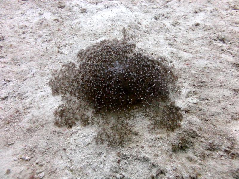 Meduse a l-envers_cassiopee.jpg